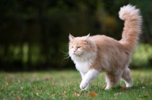 Mit jelez a macska farka?