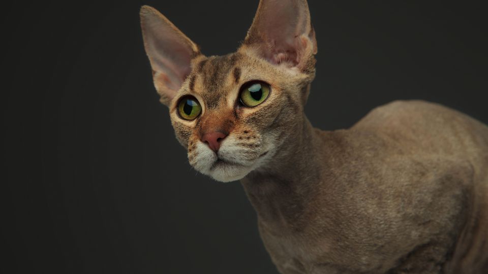 Peterbald macska