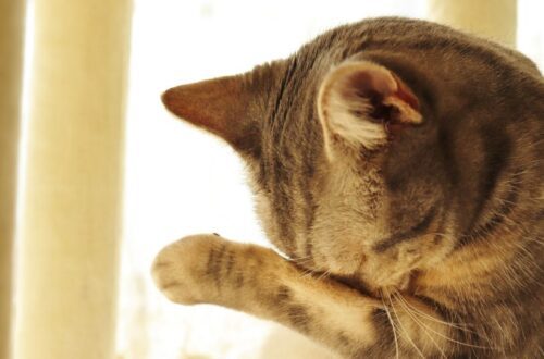 Vajon tudnak a macskák sírni