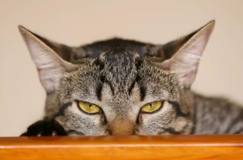 támadja meg a macskád a bokádat