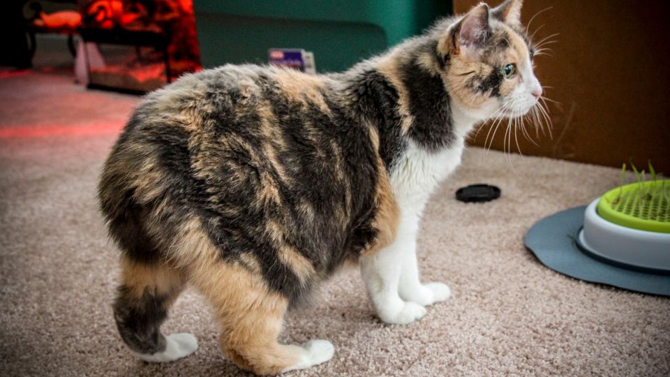 manx macska
