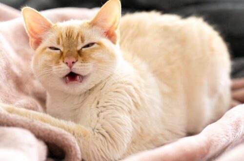 Macskanátha felismerése és kezelése