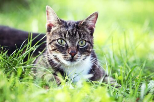 Macskaűző növények,