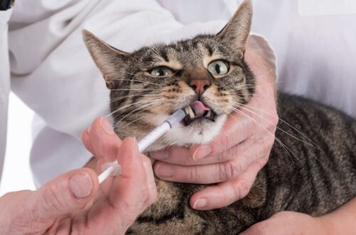 beteg macska itatása