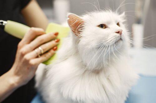 Cicák szőrápolása