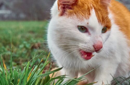 Hogyan csökkentsd a szőrlabda képződést a cicádnál