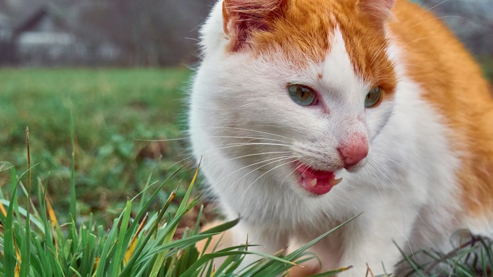 Hogyan csökkentsd a szőrlabda képződést a cicádnál