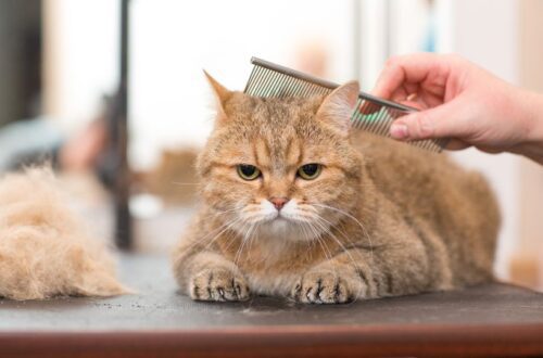 Hogyan válassz megfelelő kefét a cicád szőréhez