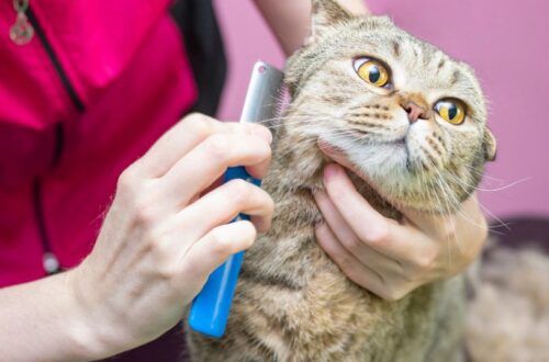 Rendszeres szőrápolás fontossága