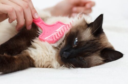 Természetes szőrápoló szerek és módszerek cicáknak