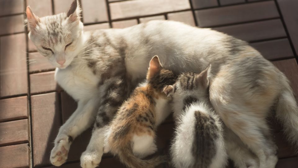 cica szoptatás közben dorombol