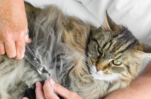 cicád szőre csomósodik