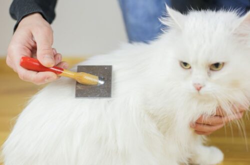 hosszúszőrű cicák szőrápolása