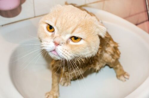 megfelelő szőrápolás szerepe