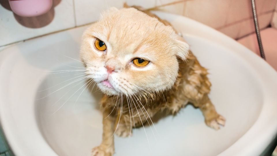 megfelelő szőrápolás szerepe