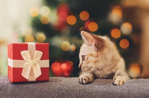 cica karácsonyi ajándék