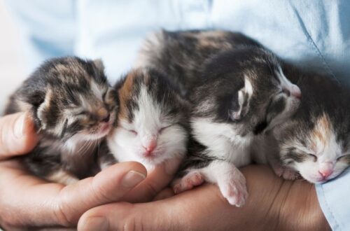 Négy aranyos, alvó kiscica egy kézben, puha bundájuk és cuki pofijuk van.