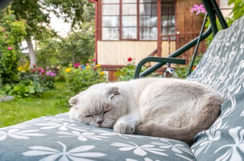 Egy fehér brit macska alszik a kertben, kényelmesen elhelyezkedve a hintaszékben.