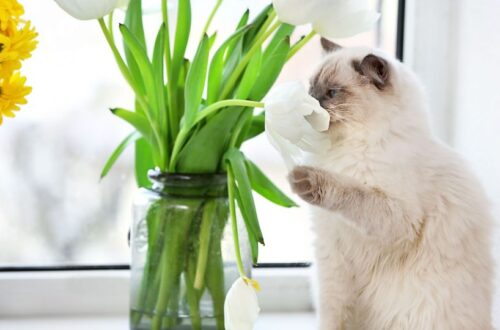 Egy macska virágokat szagol a párkányon, háttérben napfény.