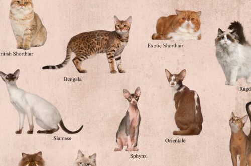 Különböző macskafajták, mint a British Shorthair, Bengal, Siamese és mások.