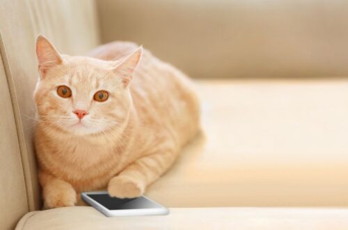 Egy sárga macska pihen a kanapén, mellette egy okostelefon.