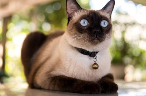 Egy sziámi macska ül egy asztalon, figyelmesen néz a kamerába, szép kék szemekkel.