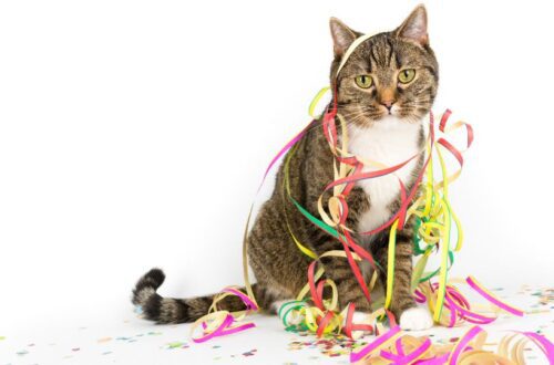 Egy macska színes szalagokkal díszítve, szilveszteri hangulatban.