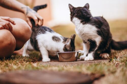 Két kiscica egészséges ételt fogyaszt a szabadban, miközben gazdájuk simogatja őket.
