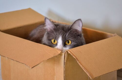 Egy szürke macska bújik egy kartondobozba, kíváncsian néz kifelé.
