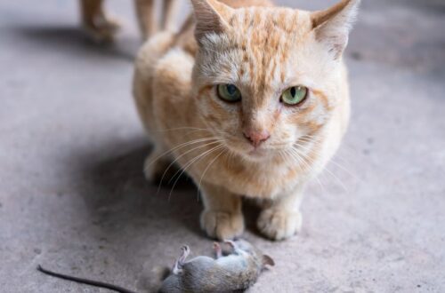 Egy narancssárga macska ül a földön, mellette egy döglött egér.