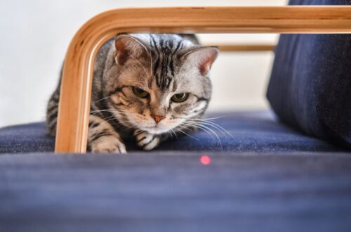 Egy macska figyelmesen nézi a piros lézert a kanapén.