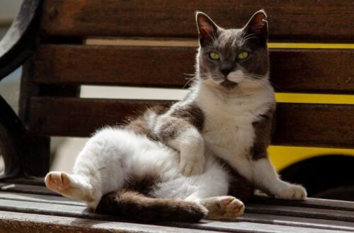 Egy macska pihen egy padon, kényelmesen elhelyezkedve, napfényben.