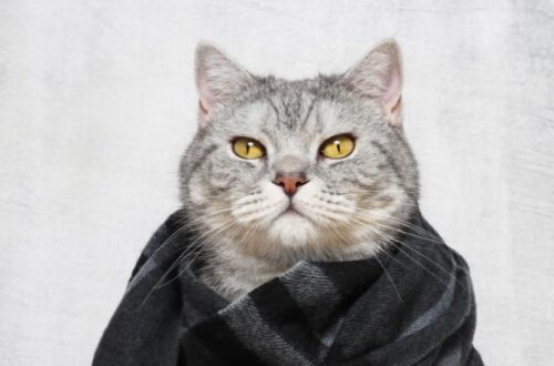 Egy szürke macska sálban, komoly arckifejezéssel, a háttér világos.