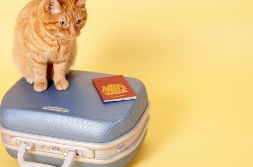 Egy narancssárga cica ül egy kék bőröndön, mellette egy útlevél.