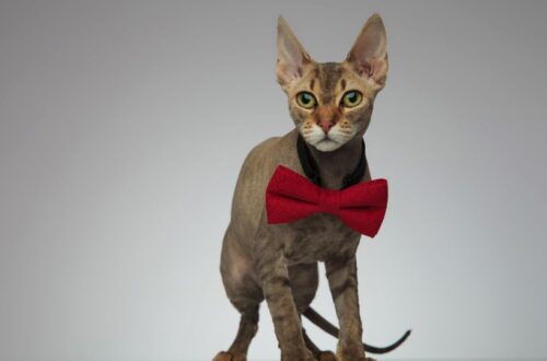 Egy elegáns peterbald macska piros masnival a nyakában, háttérben semleges színnel.