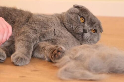 Egy szürke macska fekszik a padlón, mellette egy kis szőrcsomó látható.