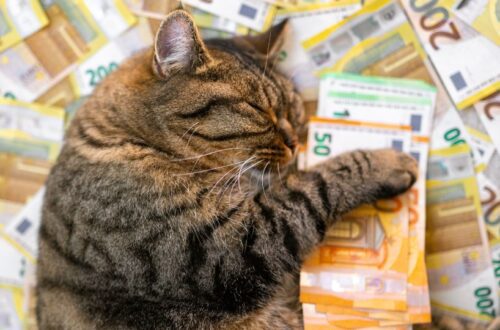Egy macska pihen, körülötte bankjegyek hevernek, nyugodt és boldog.