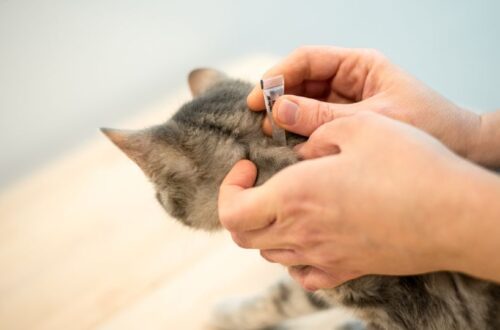 Kullancs eltávolítása egy macskából, gondos kezekkel.