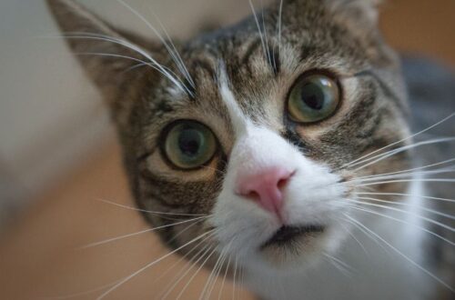 Egy kíváncsi macska közelről, nagy szemekkel és aranyos orral.