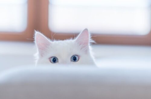 Egy fehér macska, kék szemekkel, bújik a kanapé mögött.