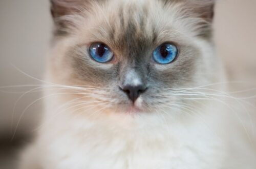 Egy gyönyörű macska, világos szőrrel és élénk kék szemekkel, figyelmesen néz a kamerába.