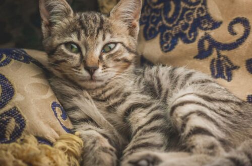Egy csíkos macska pihen egy díszes párnán, nyugodt arckifejezéssel.
