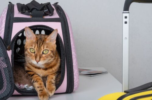 Egy macska pihen egy rózsaszín szállítóboxban, mellette bőröndök.