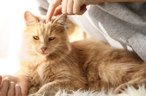 Egy szőke macska pihen, gazdája simogatja a fejét.