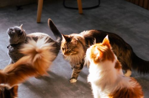 Különleges macskafajták játszanak egy világos szobában.