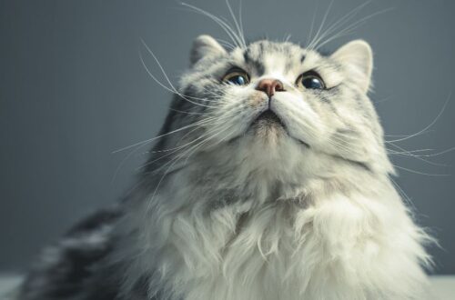 Egy gyönyörű, szürke-fehér óriás macska, amely felfelé néz.