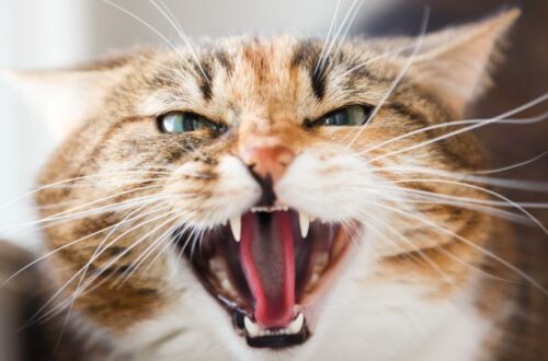 Egy dühös cica, aki éppen morog, felfedve éles fogait.