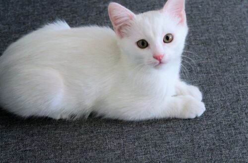 Egy fehér törpe macska fekszik egy szürke felületen, kíváncsi tekintettel.