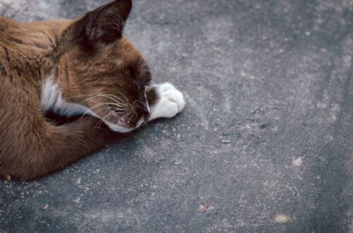 Egy haldokló macska fekszik a földön, láthatóan gyenge és kimerült.