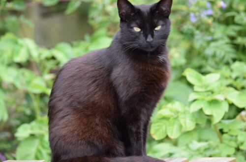 Fekete macska ül egy fából készült felületen, zöld növények között.